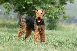 AIREDALE TERRIER 311